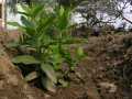 Riego cultivo plantas tintóreas con efluentes